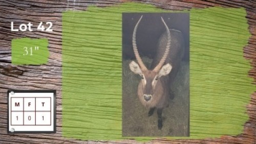 1X 31" WATERBOK M:1