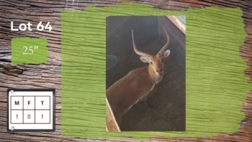 1X 25" LECHWE M:1