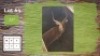 1X 25" LECHWE M:1