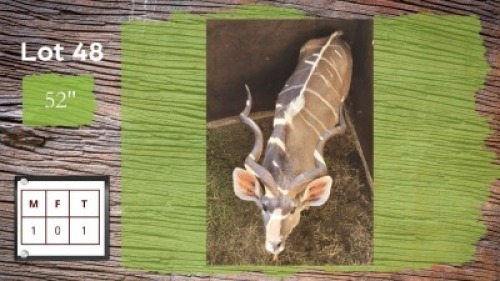1X 52" KOEDOE M:1