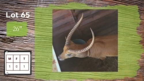 1X 26" LECHWE M:1