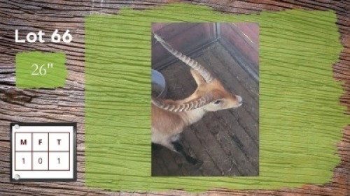 1X 26" LECHWE M:1