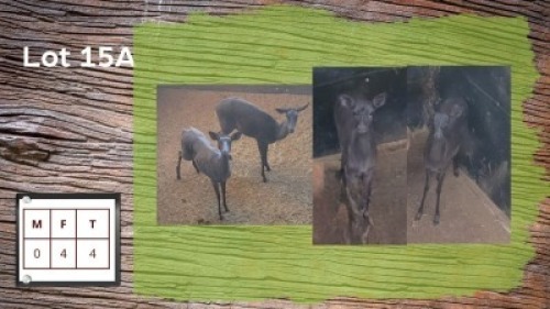 4X SWART ROOIBOKKE V/F:4 (Per Piece to take the lot/Per stuk om lot te neem)