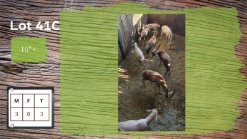 3X 16" + WIT BLESBOKKE M:3 (Per Piece to take the lot/Per stuk om lot te neem)