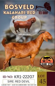 1X KALAHARI REDS FLOCK DOE ALBIE HORN