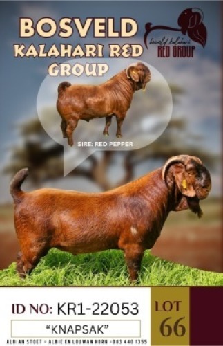 1X KALAHARI REDS STUD BUCK "KNAPSAK" ALBIE HORN