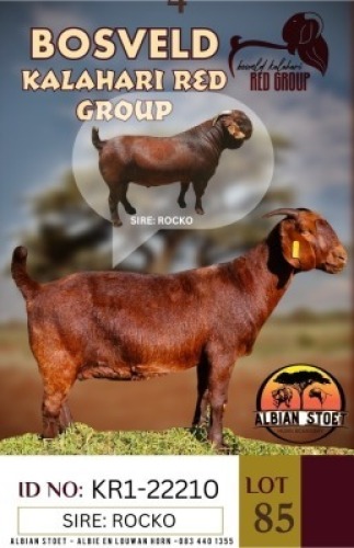 1X KALAHARI REDS FLOCK DOE ALBIE HORN