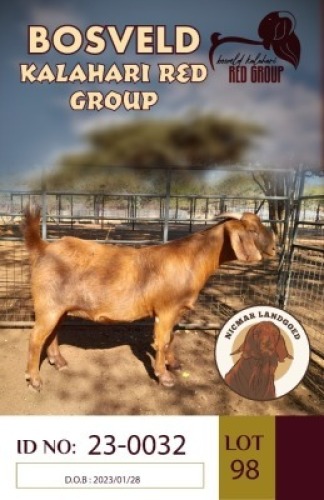 1X KALAHARI REDS FLOCK DOE NICMAR