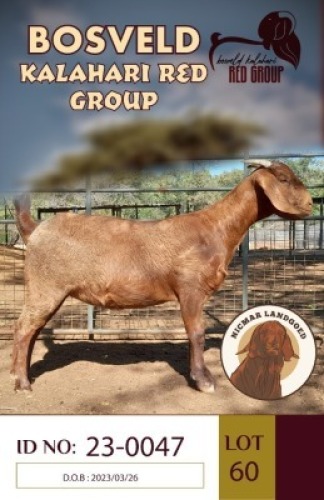 1X KALAHARI REDS FLOCK DOE NICMAR