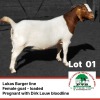 1X Boergoat Doe 21-132 Phillip Van Schalwyk