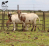 LOT 14 3X MEATMASTER DIDYMUS MEATMASTERS CHRISTOF GROBLER : 0837812076 - 2