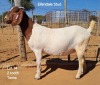 1X Boergoat Doe 221048 ELLENDALE STUD