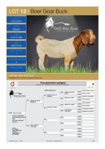 1X Boergoat Buck 2124-23-92 DRILL RITE STUD