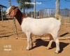 1X Boergoat Doe 220511 ELLENDALE STUD