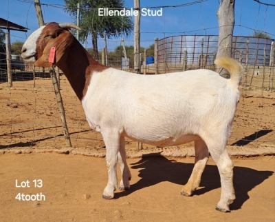 1X Boergoat Doe 220511 ELLENDALE STUD