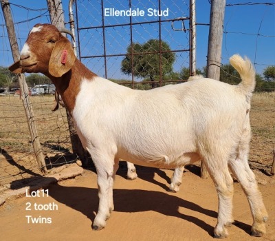 1X Boergoat Doe 221046 ELLENDALE STUD