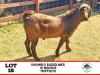 1X Kalahari Red Buck KATJIOVA QUALITY GOATS BREEDERS