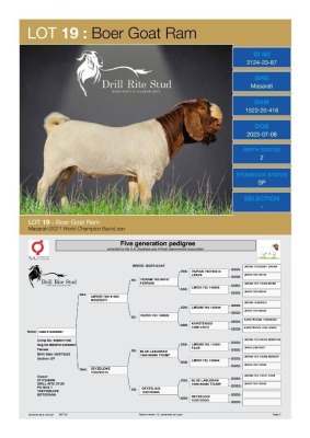 1X Boergoat Buck 2124-23-87 DRILL RITE STUD