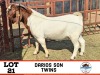 1X Boergoat Buck KATJIOVA QUALITY GOATS BREEDERS - 2