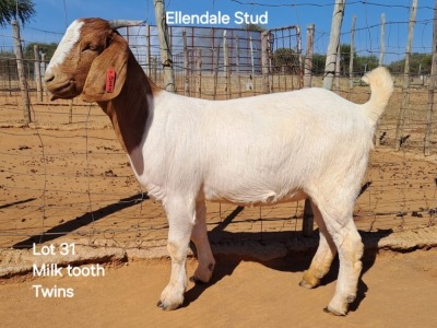 1X Boergoat Doe ELLENDALE STUD