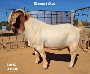 1X Boergoat Buck ELLENDALE STUD