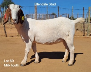 1X Boergoat Doe 230409 ELLENDALE STUD