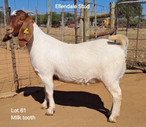 1X Boergoat Doe 230404 ELLENDALE STUD