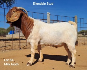 1X Boergoat Buck ELLENDALE STUD