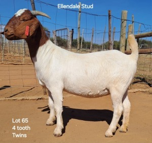 1X Boergoat Doe 220512 ELLENDALE STUD