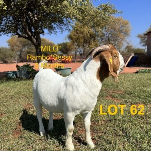 1X Boergoat Buck MILO KHUDIRI FARMS