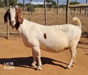 1X Boergoat Doe 550 ELLENDALE STUD