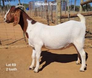 1X Boergoat Doe 221153 ELLENDALE STUD