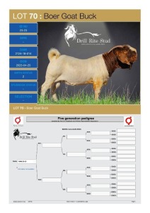 1X Boergoat Buck 23-23 DRILL RITE STUD