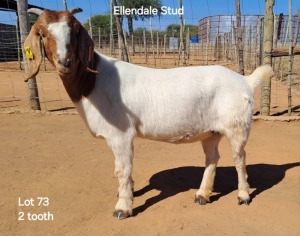 1X Boergoat Doe 221038 ELLENDALE STUD