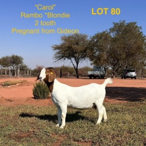 1+1X Boergoat Doe & Kid CAROL KHUDIRI FARMS