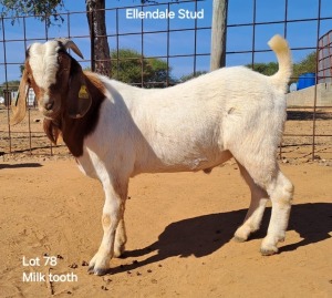 WITHDRAWNX Boergoat Buck ELLENDALE STUD