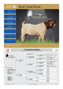 1X Boergoat Buck 2124-23-15 DRILL RITE STUD