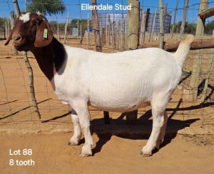 WITHDRAWNX Boergoat Doe ELLENDALE STUD