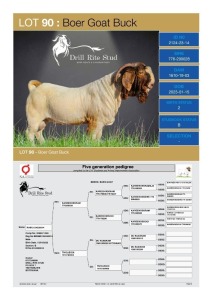 1X Boergoat Buck 2124-23-14 DRILL RITE STUD