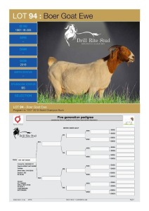 1X Boergoat Doe 1967-18-309 DRILL RITE STUD