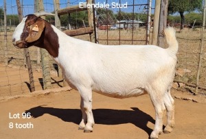 WITHDRAWNX Boergoat Doe ELLENDALE STUD