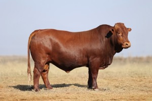 1X BONSMARA MALE BONRINO BOERDERY BK