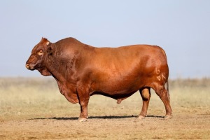 1X BONSMARA MALE BONRINO BOERDERY BK