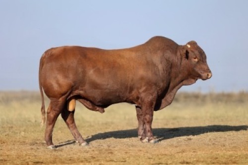 1X BONSMARA MALE BONRINO BOERDERY BK