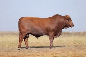 1X BONSMARA MALE BONRINO BOERDERY BK