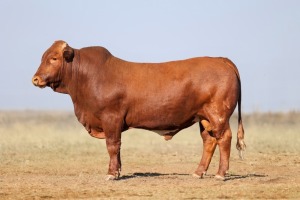 1X BONSMARA MALE BONRINO BOERDERY BK