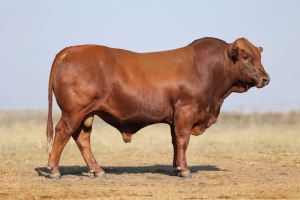 1X BONSMARA MALE BONRINO BOERDERY BK