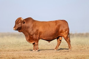 1X BONSMARA MALE BONRINO BOERDERY BK