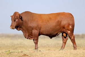 1X BONSMARA MALE BONRINO BOERDERY BK