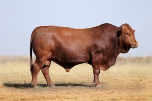 1X BONSMARA MALE BONRINO BOERDERY BK